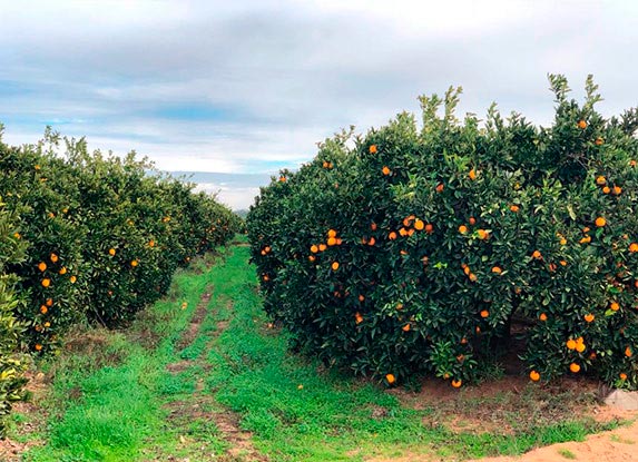 Organic countryside