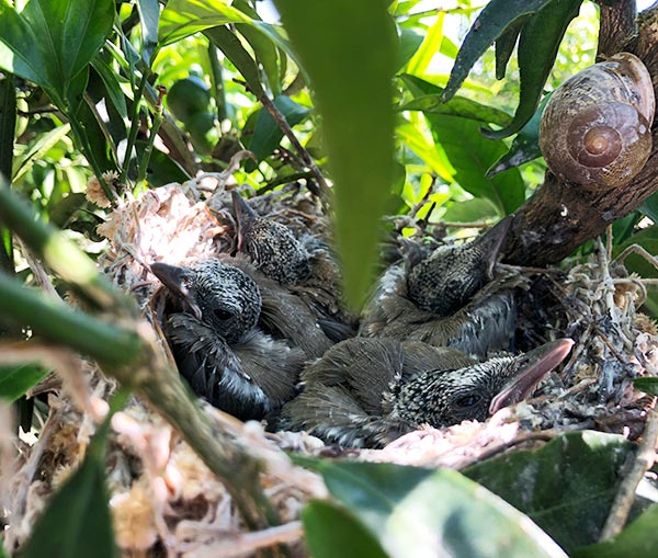 Chicks in the nest
