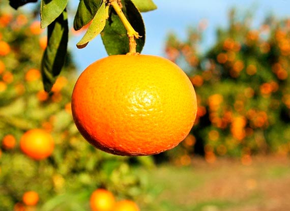 Bio tangerines