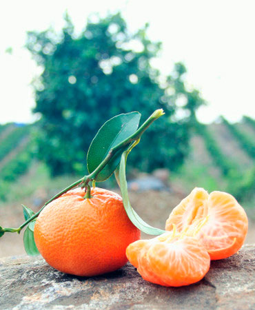 naranjas biológicas