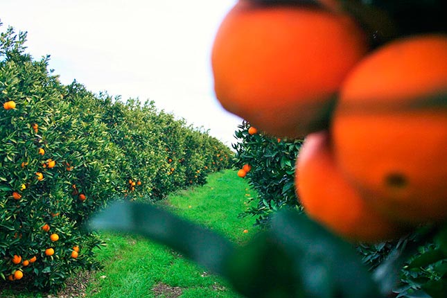 Naranjas ecológicas 100%