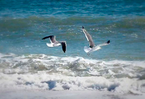 Gaviotas en la playa