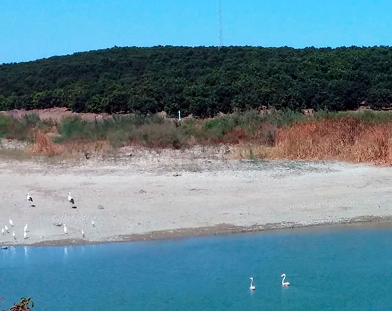 Cigüeñas y flamencos