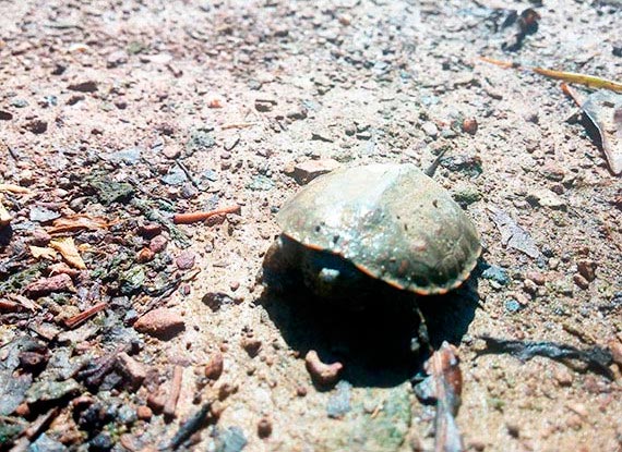 Tortuga