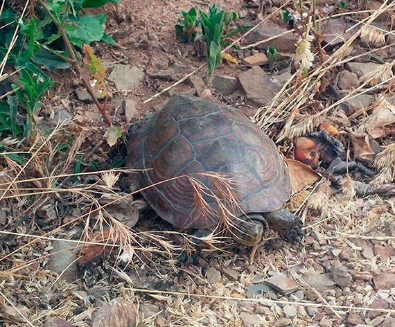 Tortuga