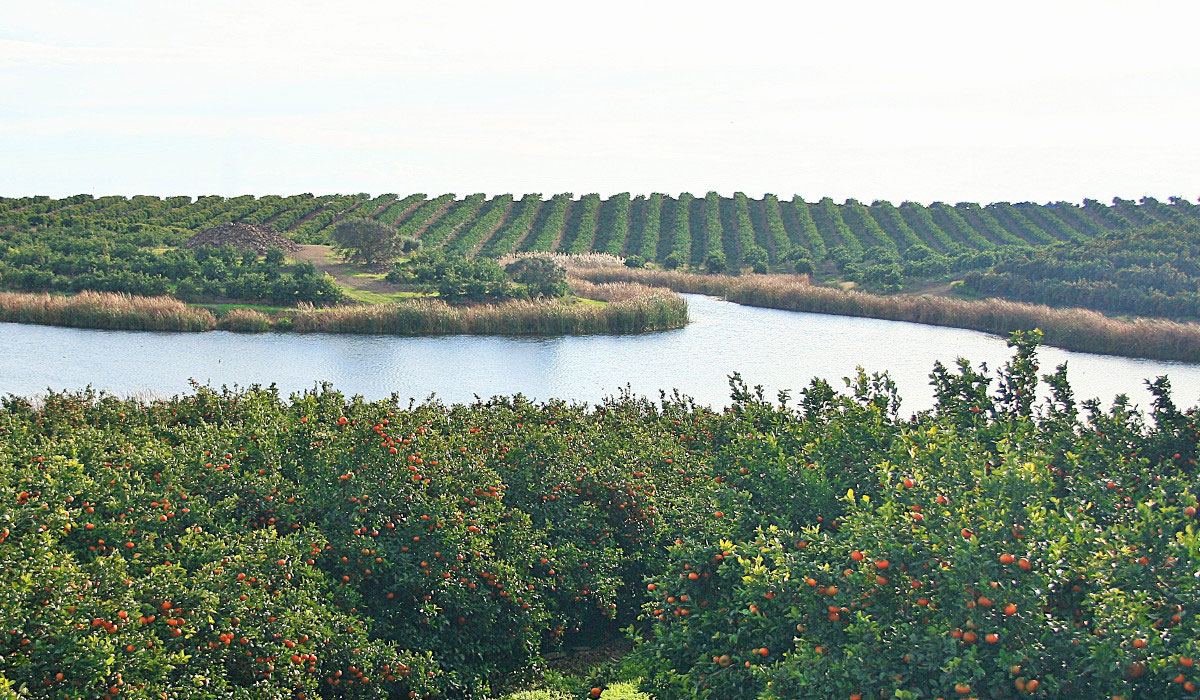 Cítricos ecológicos
