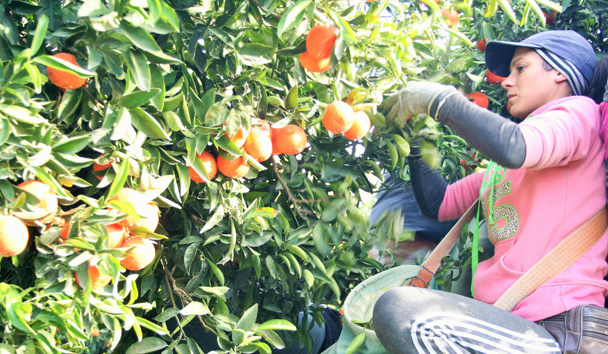 Naranjas ecológicas