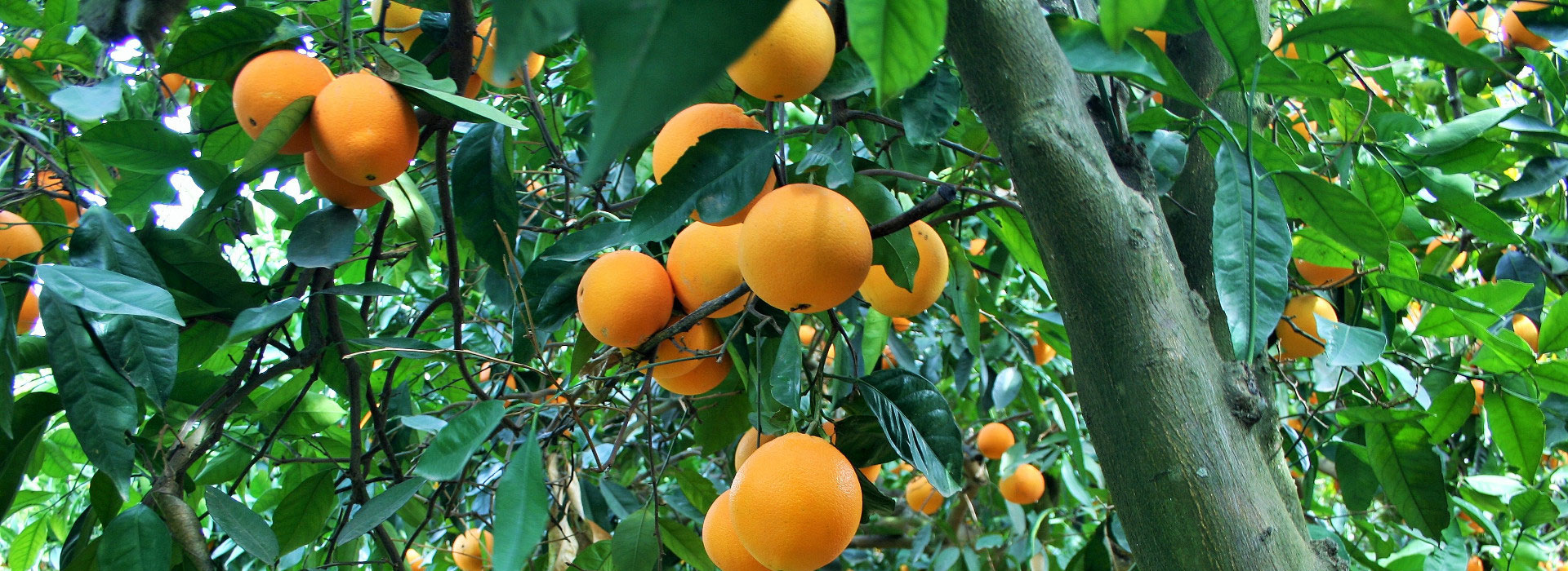 Mandarinas ecológicas
